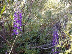 Delphinium polycladon