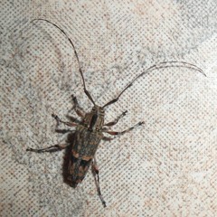 Colobothea rubroornata