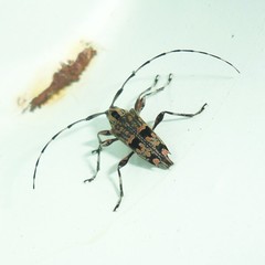 Colobothea rubroornata