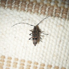 Colobothea rubroornata