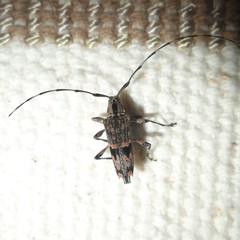 Colobothea rubroornata