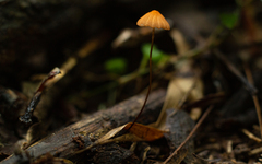 Marasmius