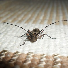 Colobothea rubroornata