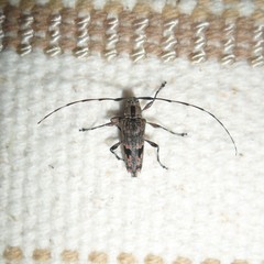 Colobothea rubroornata