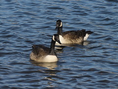 Branta canadensis