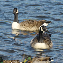 Branta canadensis