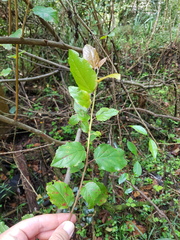 Itea rhamnoides