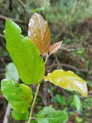 Itea rhamnoides