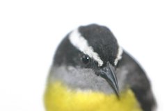 Coereba flaveola