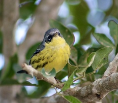 Setophaga magnolia