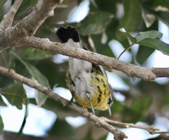 Setophaga magnolia