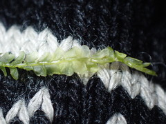 Chiloscyphus pallescens