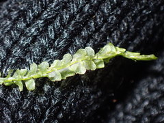 Chiloscyphus pallescens