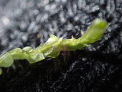 Chiloscyphus pallescens