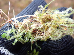 Chiloscyphus pallescens