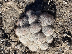 Escobaria vivipara arizonica