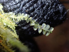 Chiloscyphus pallescens