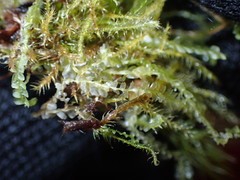 Chiloscyphus pallescens