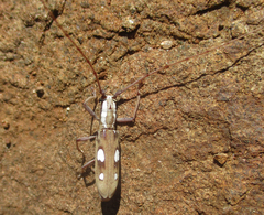 Olenecamptus olenus