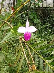 Arundina graminifolia image