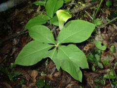 Arisaema quinatum