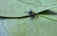 Latonigena