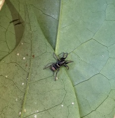 Latonigena