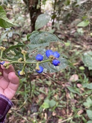 Palicourea caerulea
