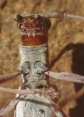 Olenecamptus olenus
