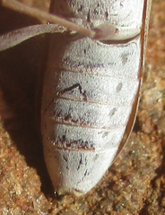 Olenecamptus olenus