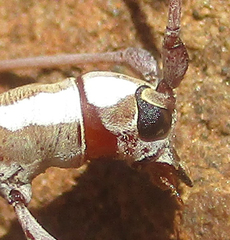Olenecamptus olenus