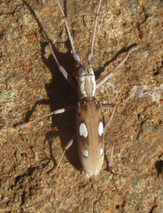 Olenecamptus olenus