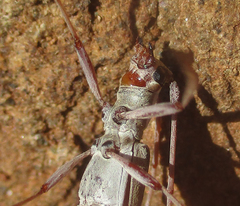 Olenecamptus olenus