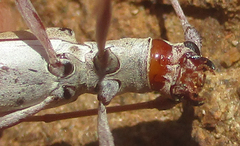 Olenecamptus olenus