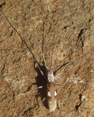 Olenecamptus olenus