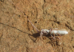 Olenecamptus olenus