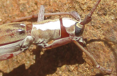 Olenecamptus olenus