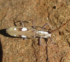 Olenecamptus olenus