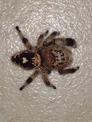 Phidippus bidentatus