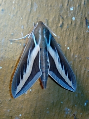 Hyles euphorbiarum