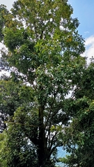 Quercus germana
