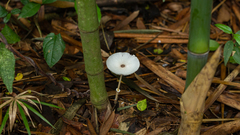Leucocoprinus brebissonii