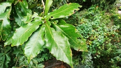 Quercus germana