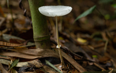 Leucocoprinus brebissonii