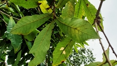 Quercus germana