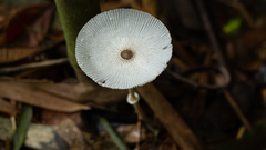 Leucocoprinus brebissonii