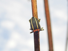 Neodiplogrammus quadrivittatus