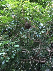 Zosterops simplex simplex