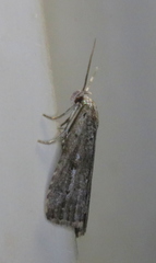 Hypenodes sombrus