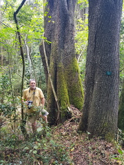 Harpephyllum caffrum